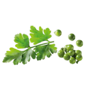 schwebender Petersilie mir grünem Pfeffer
