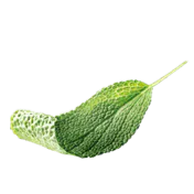 schwebendes Salbeiblatt