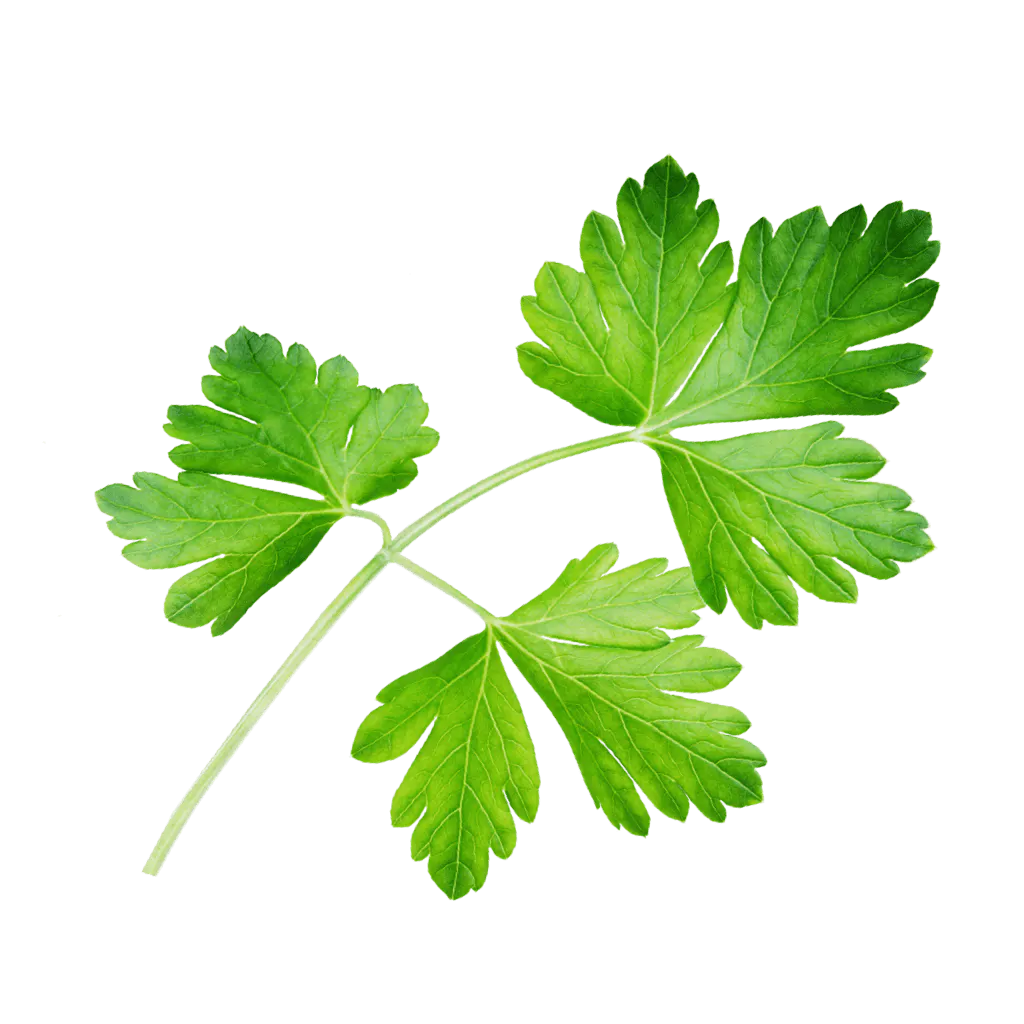 fliegendes Petersilienblatt